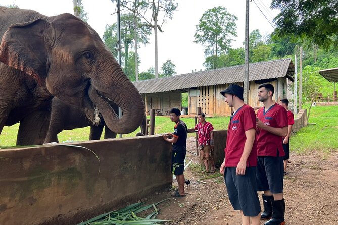 Full Day Experience at Ran-Tong Save & Rescue Elephant Centre - The elephant walk in their natural habitat