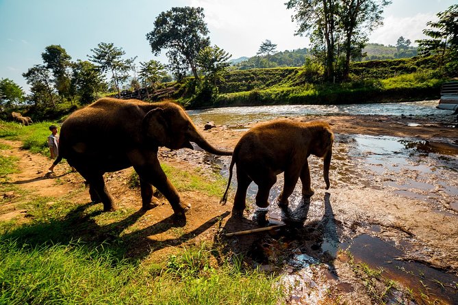 Full-Day Guided Tuk Tuk Chiang Mai Adventure and Rafting - Price and value: what you’re really paying for