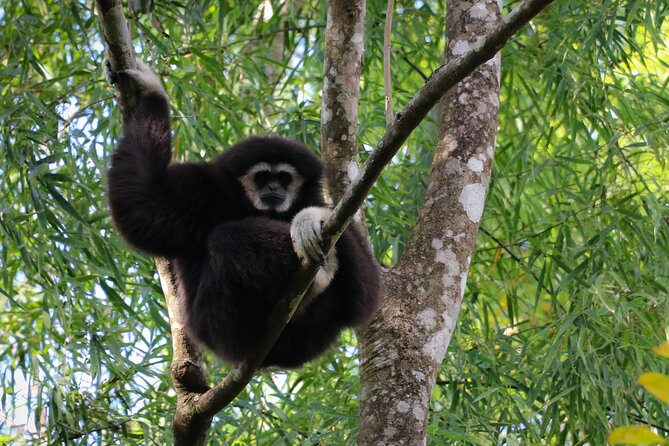 Full-Day Trekking and Sightseeing Tour in Mae Kampong - Who This Tour Fits Best (and Who Might Feel It’s Too Much)