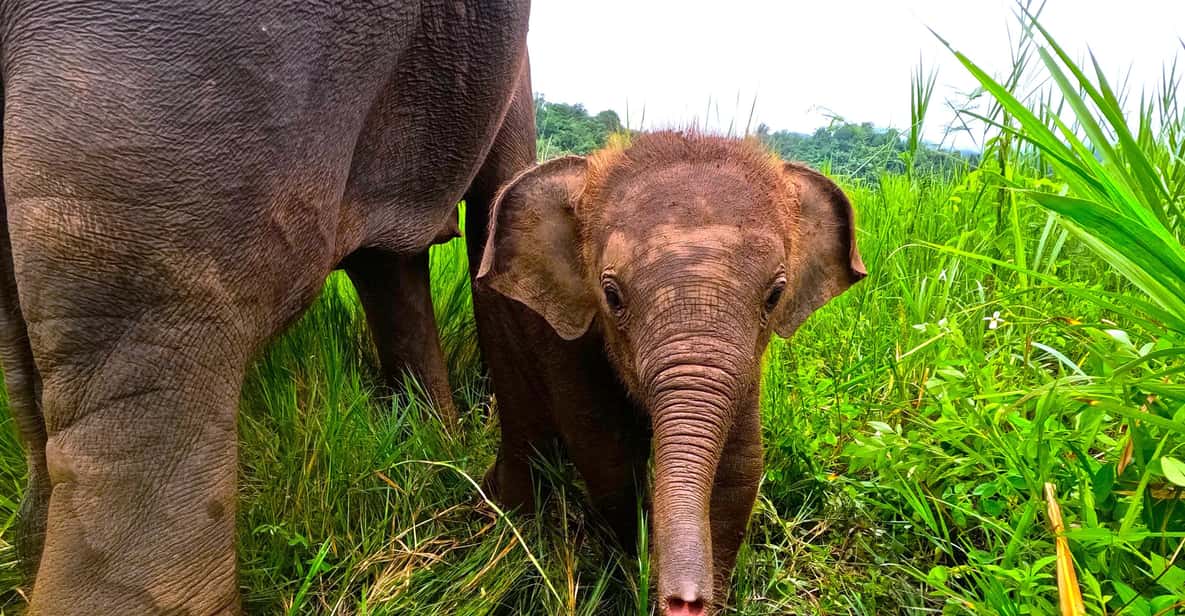 Full-day with CHIANGMAI ELEPHANT CARE and Sticky waterfall - Key points