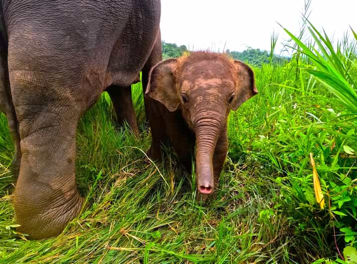 Full-day with CHIANGMAI ELEPHANT CARE and Sticky waterfall - One-Day Elephant Care and Sticky Waterfall: The Real Appeal
