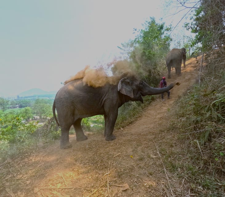 Full-day with CHIANGMAI ELEPHANT CARE and Sticky waterfall - Two Hours Up Close: Feeding, Touching, and Learning Elephant Behavior