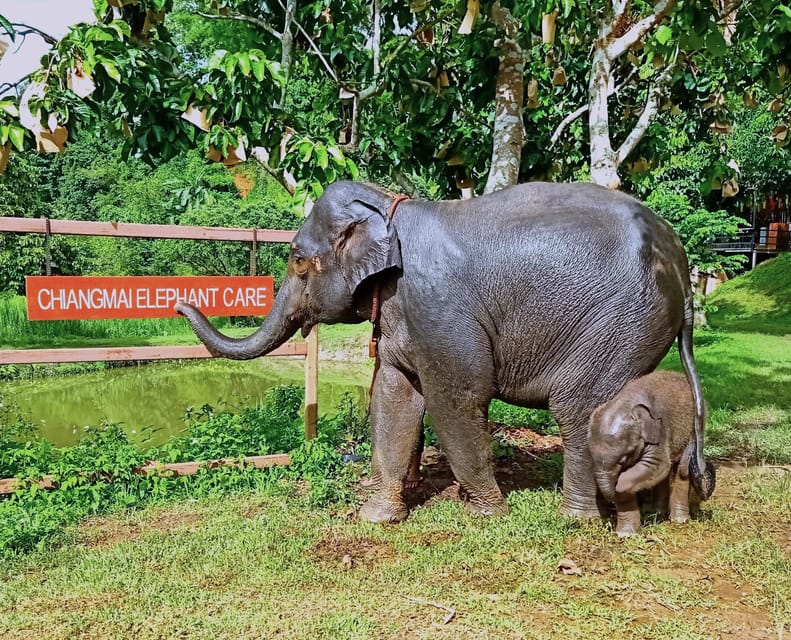 Full-day with CHIANGMAI ELEPHANT CARE and Sticky waterfall - River Bathing: What the Elephant Cleaning Time Feels Like