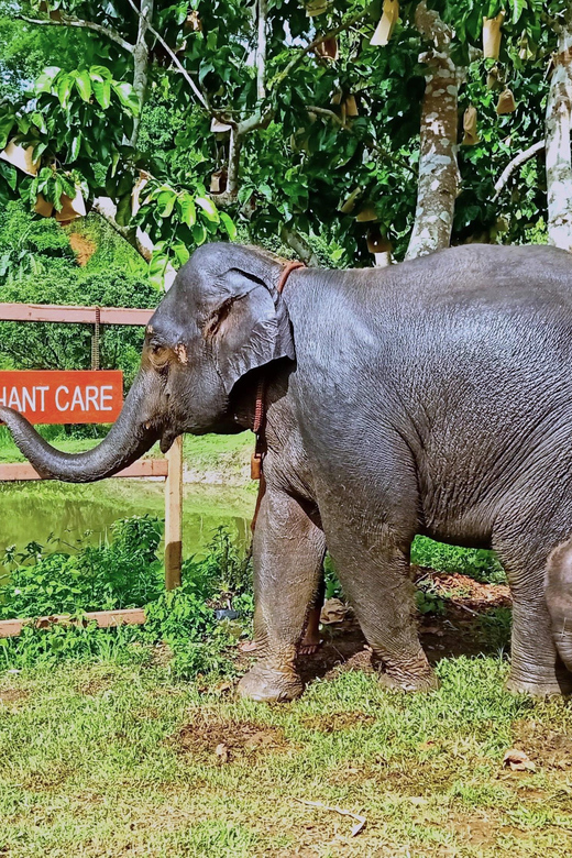 Full-day with CHIANGMAI ELEPHANT CARE and Sticky waterfall - The Guide Factor: Why Todd’s Energy Changes the Day