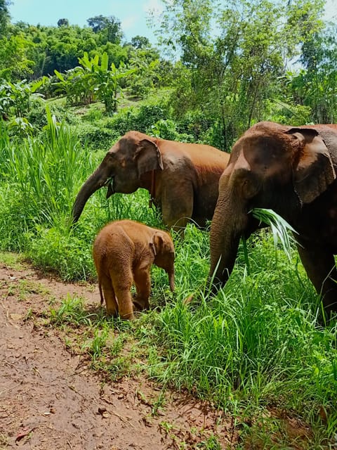 Full-day with CHIANGMAI ELEPHANT CARE and Sticky waterfall - Pickup at 8–8:30 and the Maetang Drive to the Elephant Camp