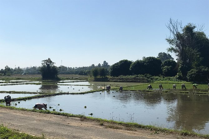 Half-day E-bike Countryside and rice paddies (flat land, GUIDED) - Rice paddies, villages, and Ping River views on mostly flat roads