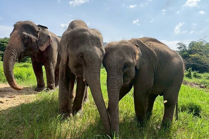 Half Day Elephant care and Whitewater Rafting Adventure - 5 km White-Water Rafting on the Mae Taeng River
