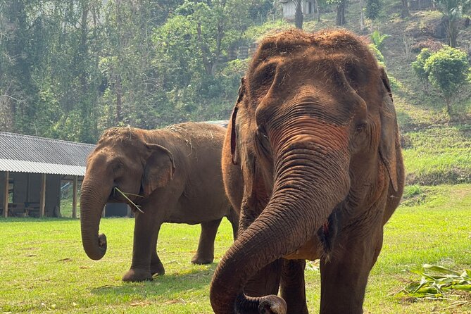 Half-Day Elephant Experience at Rantong - Entering Ran-Tong: Why This Half-Day Feels More Personal