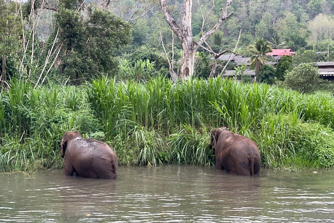 Half-Day Elephant Experience at Rantong - Making Vitamins, Feeding, and Walking: Real Care Work vs. Photo Time