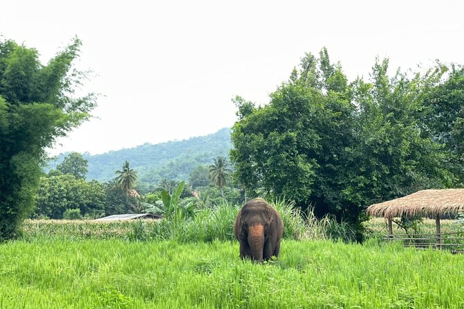 Half-Day Elephant Experience at Rantong - Bath Time in a Close-to-Nature Setting: Wet Clothes, Big Smiles, and Safety