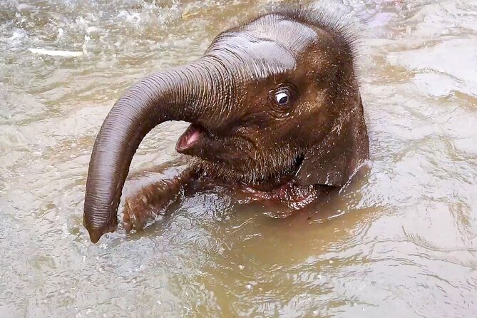 Half Day: Elephant Village Sanctuary - Key Highlights You’ll Care About