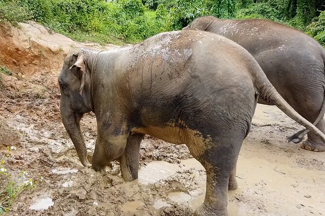 Half Day: Elephant Village Sanctuary - A Half-Day Elephant Sanctuary That Feels Local