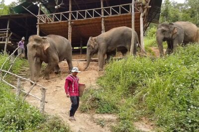 Half Day: Elephant Village Sanctuary - Forest Trekking Through Lush Green Grounds (And Why Footwear Matters)
