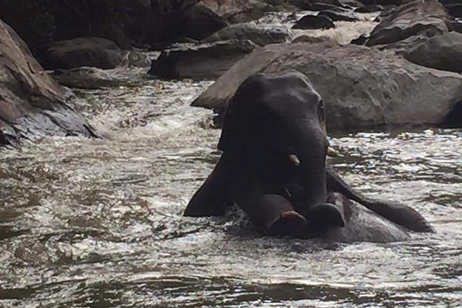 Half day Elephants in Nature Experience (Morning) - Key Highlights You’ll Actually Care About