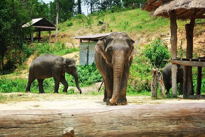 Half day Elephants in Nature Experience (Morning) - The 90-Minute Countryside Drive: Why the Pre-Trip Talk Helps