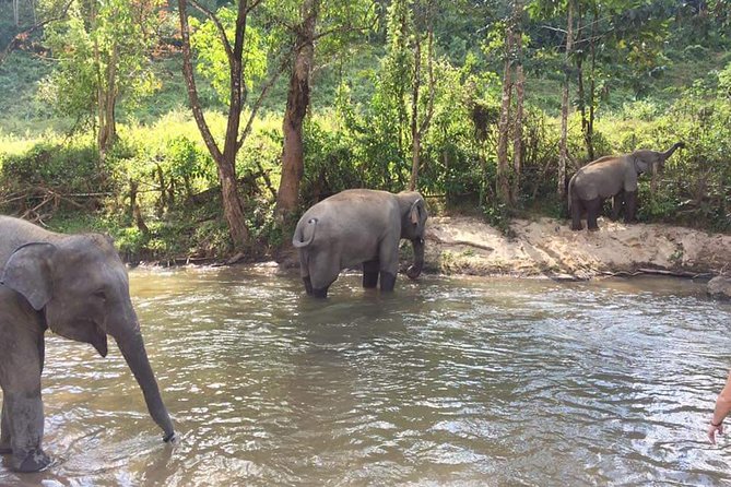 Half day Elephants in Nature Experience (Morning) - The Mahout Connection: Seeing Care as Work, Not a Performance