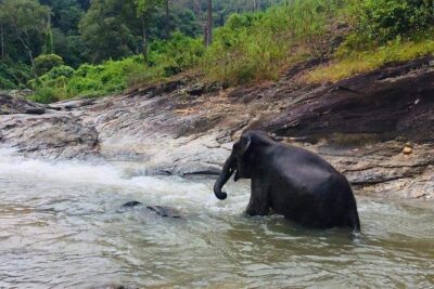 Half day Elephants in Nature Experience (Morning) - Meeting the Elephants Where They Live: What You’ll Do on Arrival