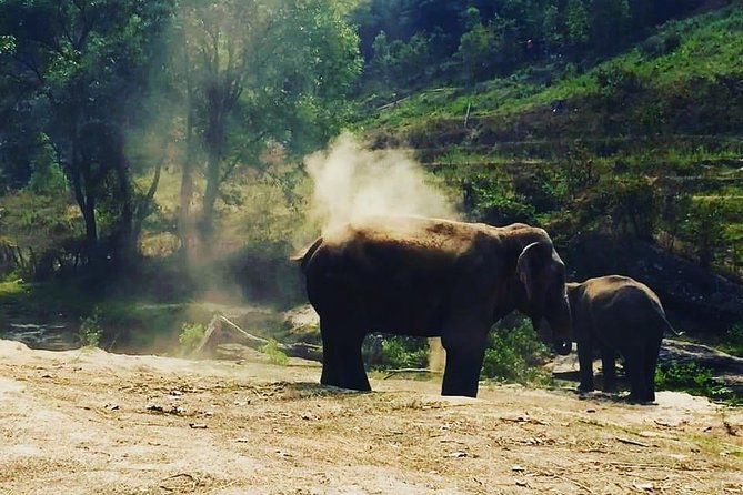 Half day Elephants in Nature Experience (Morning) - Guide Korn and the Small-Group Advantage