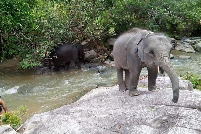 Half day Elephants in Nature Experience (Morning) - Price and Value: Is $77.44 Worth It?