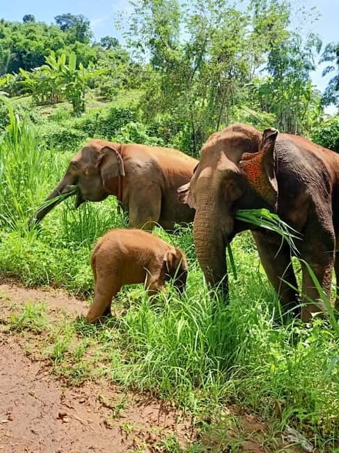 Half-day with CHIANGMAI ELEPHANT CARE program (12pm-6pm.) - Key Things That Make This Program Worth Your Time