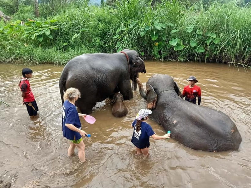 Half-day with CHIANGMAI ELEPHANT CARE program (12pm-6pm.) - Half-Day Schedule (12pm–6pm): How the Day Really Flows