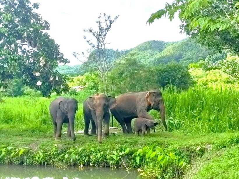 Half-day with CHIANGMAI ELEPHANT CARE program (12pm-6pm.) - Making Herbal Medicine Balls: A Hands-On Health Moment