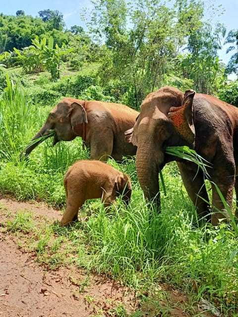 Half-day with CHIANGMAI ELEPHANT CARE program (12pm-6pm.) - Price and Value: What $54 Buys You (and What It Suggests)