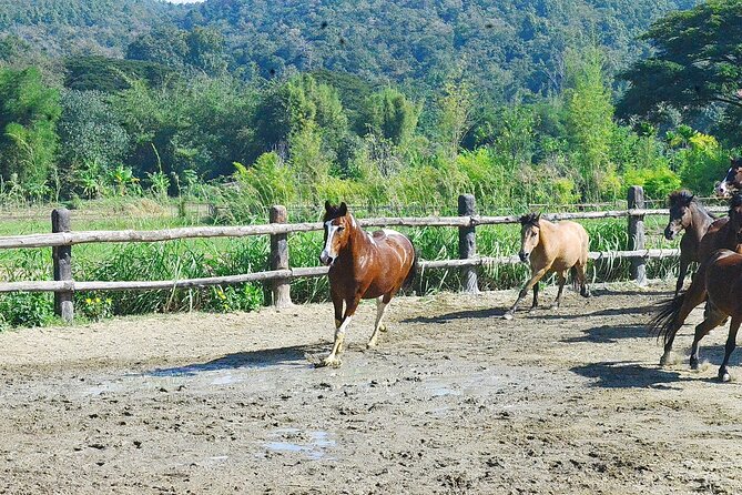 Horse Lesson+Riding+Wat Tonkwen wooden temple.Chiangmai - Should you book it?