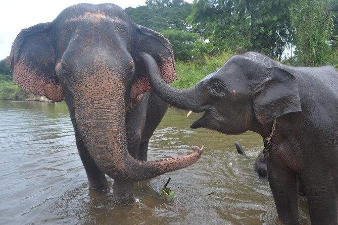 Inthanon Heaven Trail(Living Green Elephant Sanctuary) - A Small-Group Day With Elephants and Doi Inthanon’s Highest Views
