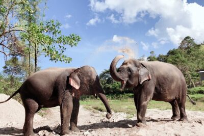 Inthanon Heaven Trail(Living Green Elephant Sanctuary) - Price and What You Really Get for $65.18