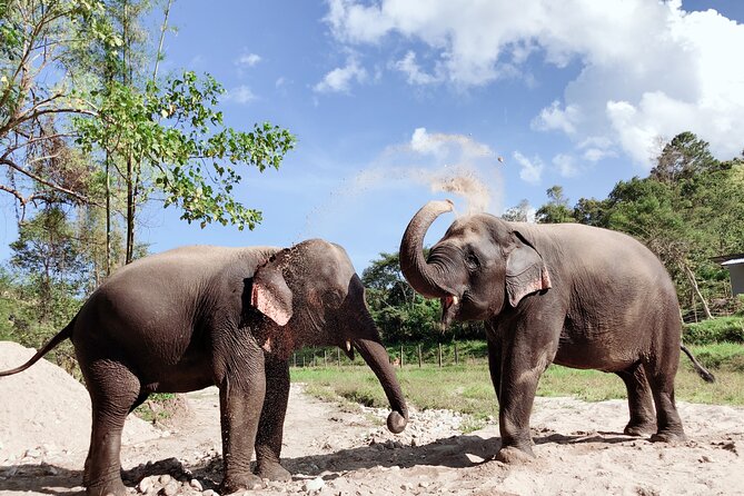 Inthanon Heaven Trail(Living Green Elephant Sanctuary) - Price and What You Really Get for $65.18
