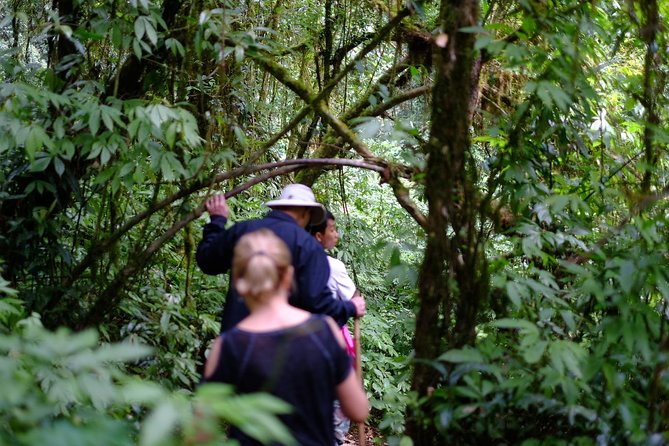 Inthanon Small-Group with Kew Mae Pan Trail from Chiang Mai include Lunch - Up to the Highest Summit: 2,565 Meters and the Angka Luang Trail
