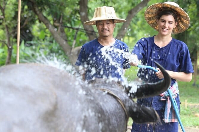 Local Farming Experience in Chiang Mai, Thailand - Local Farming Experience in Chiang Mai: Buffalo, Mud, and Real Rice Work