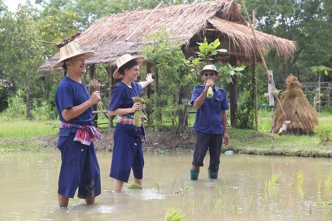 Local Farming Experience in Chiang Mai, Thailand - Planting in the rice field with Uncle Serd