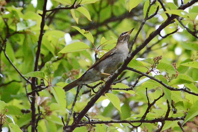 Mount Doi Inthanon Hiking & Bird Watching - Key reasons this Doi Inthanon birding hike is worth your time