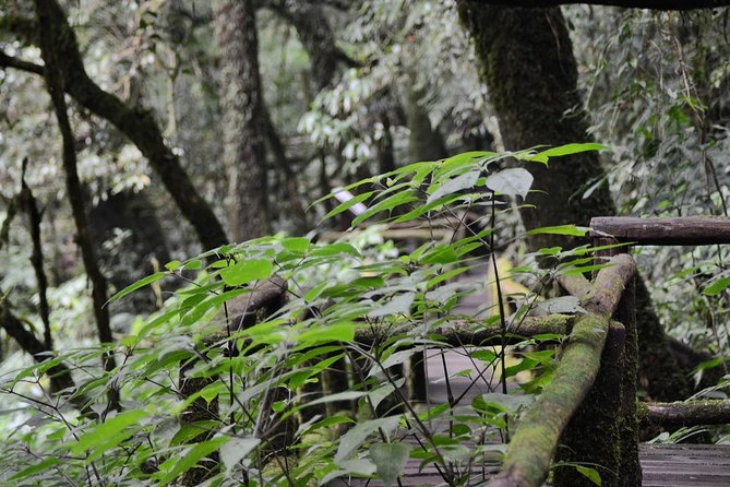 Mount Doi Inthanon Hiking & Bird Watching - Two birding windows inside Thailand’s highest mountain forest