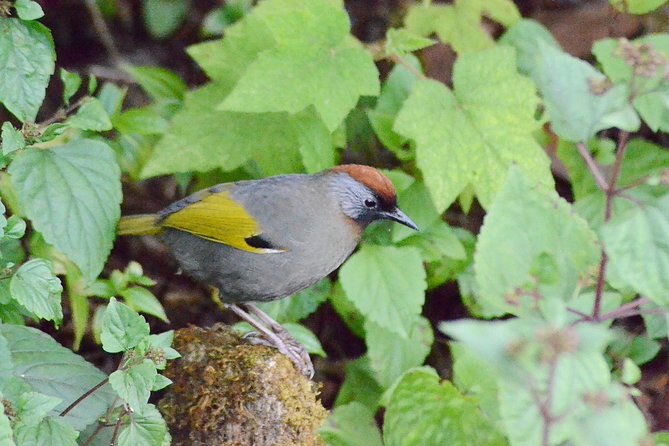 Mount Doi Inthanon Hiking & Bird Watching - Who this tour suits best in Chiang Mai