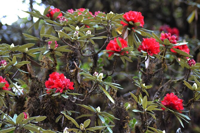 Mount Doi Inthanon National Park Sunrise and Hiking - When Sunrise Is Foggy: How to Read This Day’s Weather Reality
