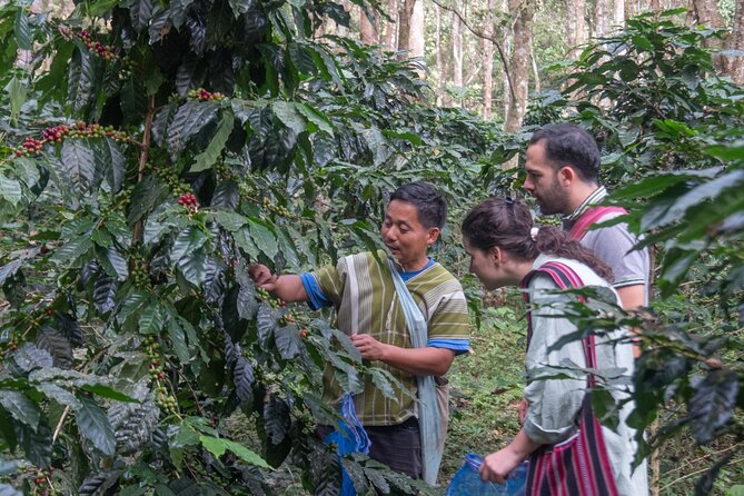 Off the Map Chiang Mai Jungle Coffee Trek Roast and Brew - Karen-style farm-to-table vegetarian lunch