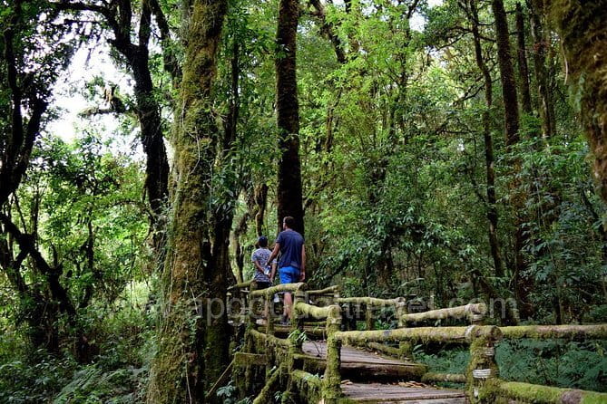 One day Doi Inthanon National Park & Trekking on Kew Mae Pan - Key Things I’d Plan For