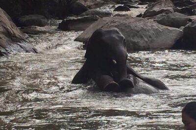 One day Elephants in Nature Experience & Grand Canyon Jumping - Meet elephants in their natural habitat: what you’ll actually do