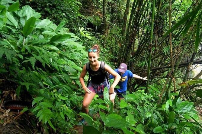 One Day Hiking and Elephant experience by Chiang Mai Elephant Home - Key Highlights You’ll Feel in Real Life