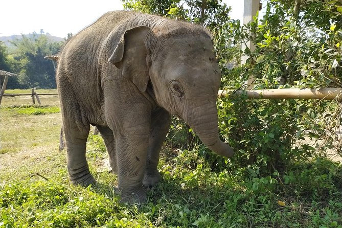 One Day Hiking and Elephant experience by Chiang Mai Elephant Home - Bamboo Rafting for About an Hour: Fun, Wet, and Simple