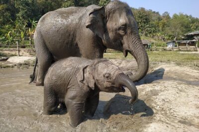 One Day Hiking and Elephant experience by Chiang Mai Elephant Home - The Morning Drive and Market Stop: Get the Day Started Right