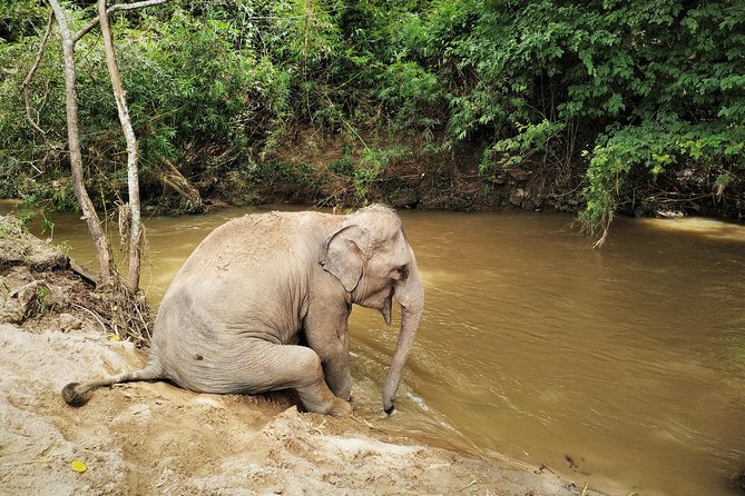 One Day Hiking and Elephant experience by Chiang Mai Elephant Home - The Jungle Hike and Waterfall Break: Where the Day Gets Physical
