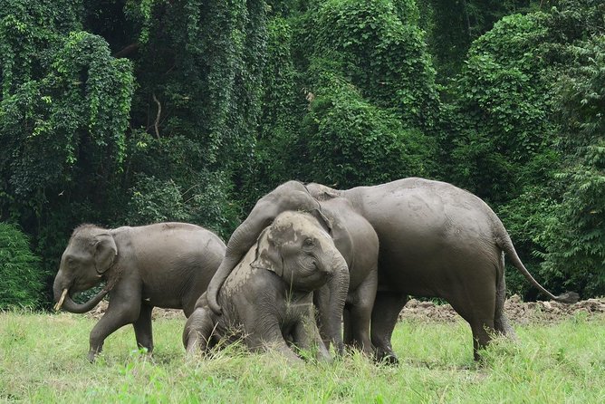 One Day Hiking and Elephant experience by Chiang Mai Elephant Home - Arrive at Chiangmai Elephant Home: Uniforms, Lunch, and Elephant Time