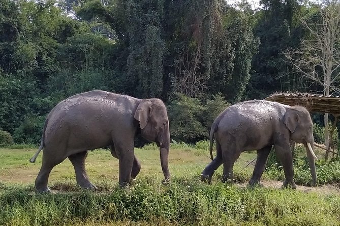 One Day Hiking and Elephant experience by Chiang Mai Elephant Home - Guide Quality Is Part of the Product