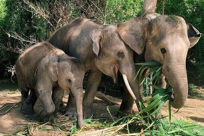 One Day Hiking and Elephant experience by Chiang Mai Elephant Home - Lunch, Timing, and How to Pace Yourself