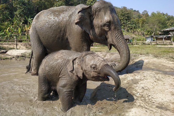 One Day Hiking and Elephant experience by Chiang Mai Elephant Home - The Morning Drive and Market Stop: Get the Day Started Right