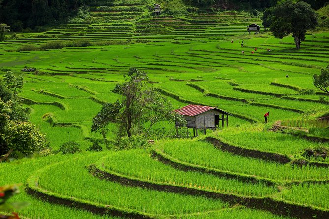 Private: 3 days 2 night trip: ChaingMai-Chaingrai- The Golden Triangle trip - Doi Inthanon: waterfalls, rainforest trails, and hill-tribe coffee time